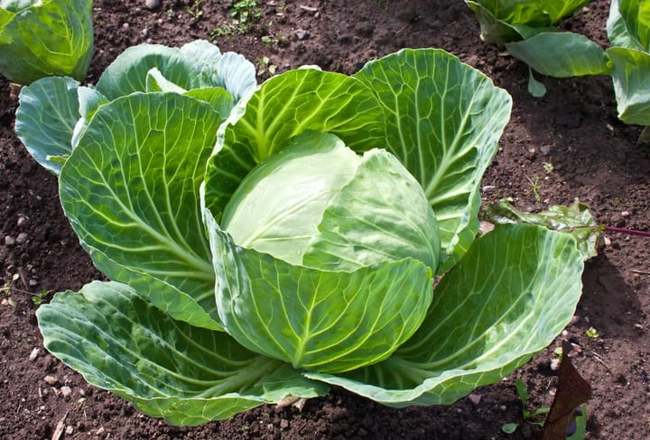 Cây cải bắp (sú)