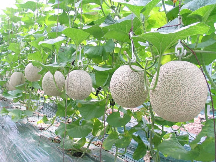 Cây dưa lưới