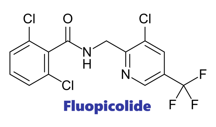 Hoạt chất trừ bệnh Fluopicolide