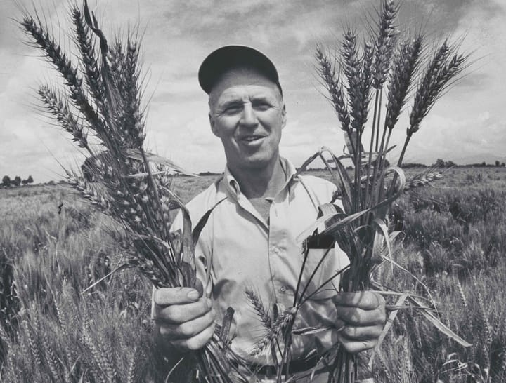 Norman Borlaug - cha đẻ Cách mạng Xanh