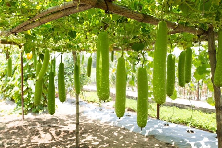 Cây bầu
