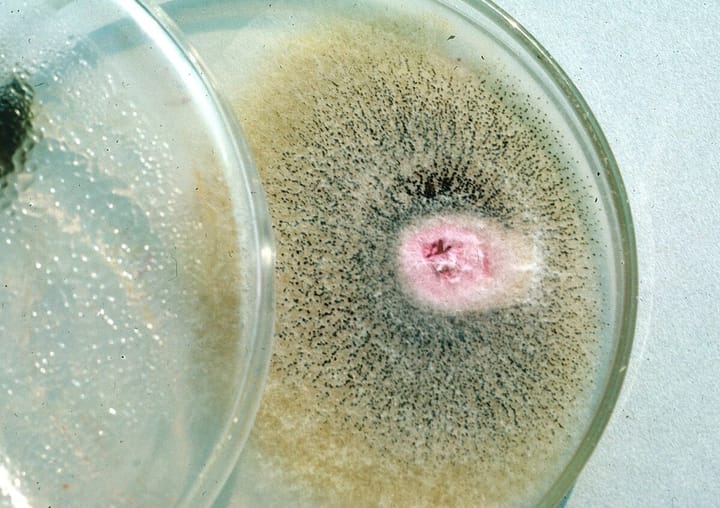 Nấm Sordariomycetes gây bệnh cây trồng