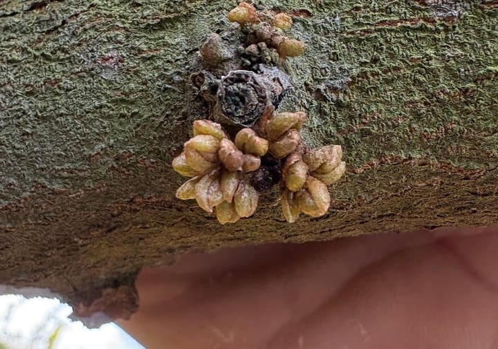 Sự chuyển hóa tạo mầm hoa