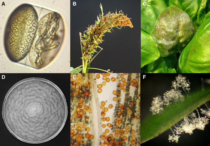 Oomycetes gây bệnh cây trồng
