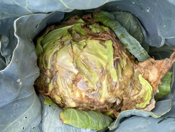 Vi khuẩn gây bệnh thối nhũn Pectobacterium và Dickeya