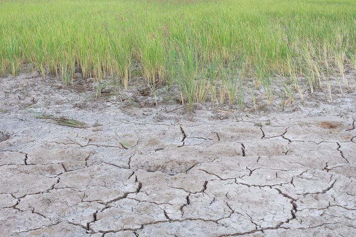 Đất Mặn (Salic Fluvisols)