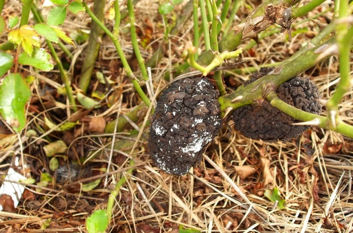 Vi khuẩn gây bệnh Agrobacterium