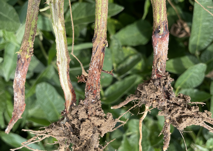 Chi nấm Fusarium gây bệnh