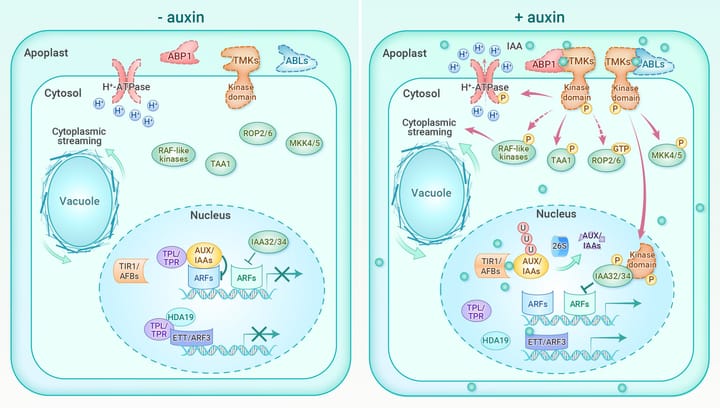 Điều hòa sinh trưởng Auxin
