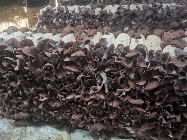 Nấm mộc nhĩ