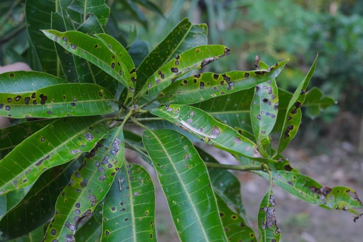 Chi nấm gây bệnh Colletotrichum
