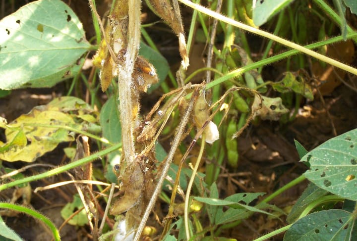 Chi nấm gây bệnh Sclerotinia