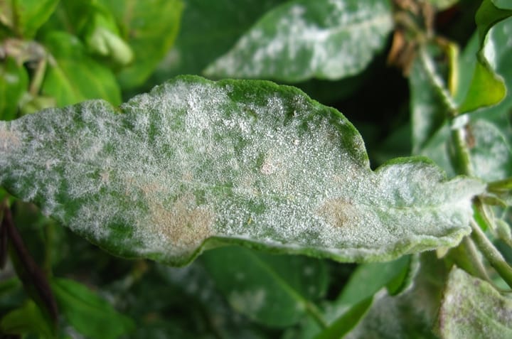Chi nấm gây bệnh Erysiphe