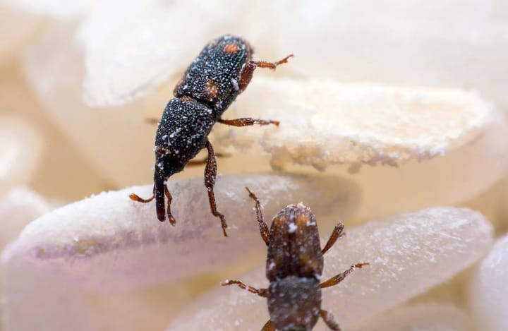 Họ Vòi voi (Curculionidae)