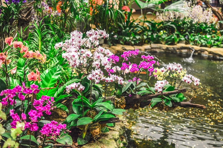 Các loài cây cảnh thuộc họ Lan